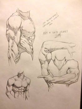 Male arm and torso studies