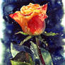 December Rose