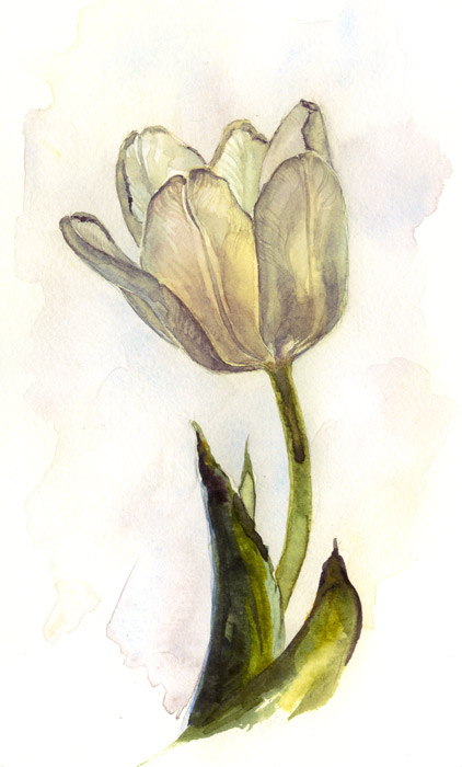 white tulip