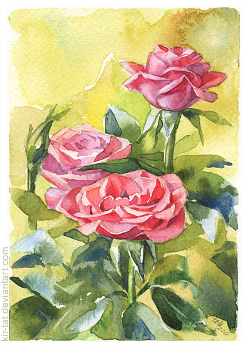 3 roses