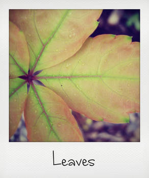 Leaves