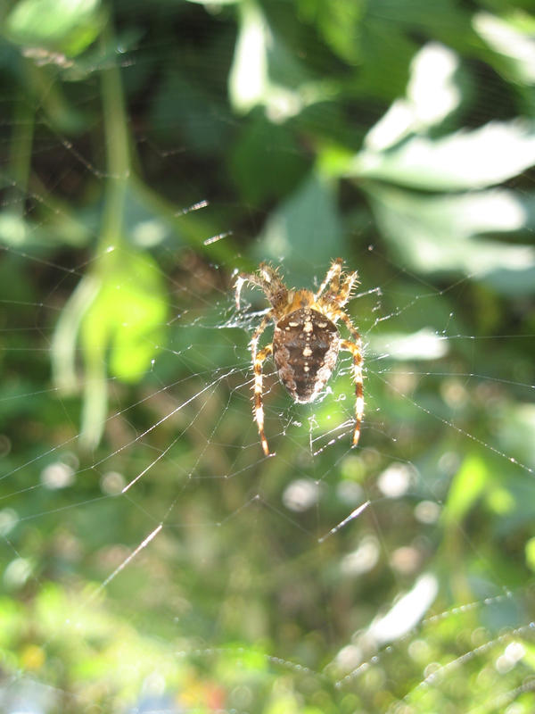 Spider web