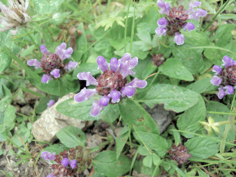 Strange Purple Flowers