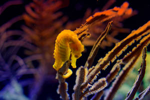 seahorse.