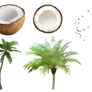 Coconut and tree PNG