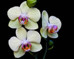 Phalaenopsis 008 by Daveinwilton