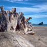 Driftwood and Stacks