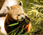 Red Panda - Lunch On A Limb by Daveinwilton