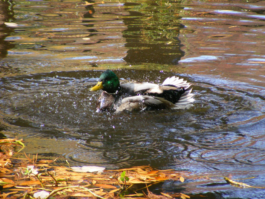 Cquacker Quacker by amordelreina on DeviantArt