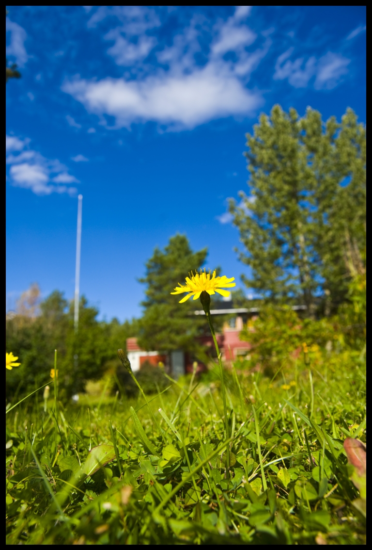 Yellow Summer Flower