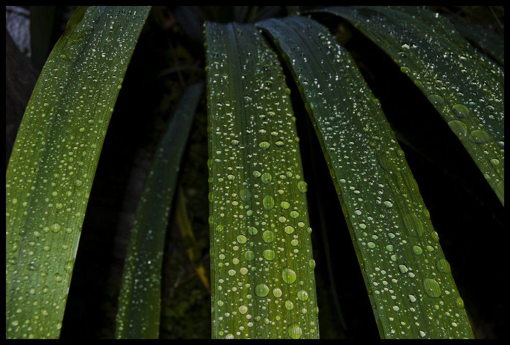 Rain Drop Leafs V