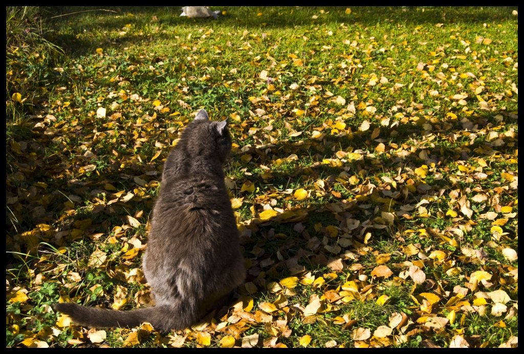 Autumn Cat II