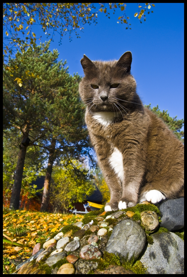 Autumn Cat V