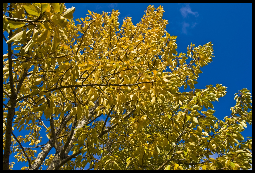 Autumn Tree II