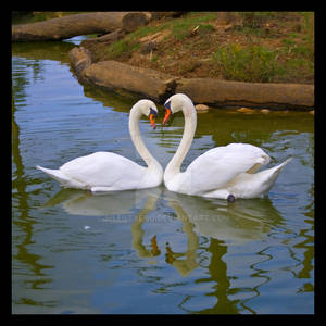 Two Swans