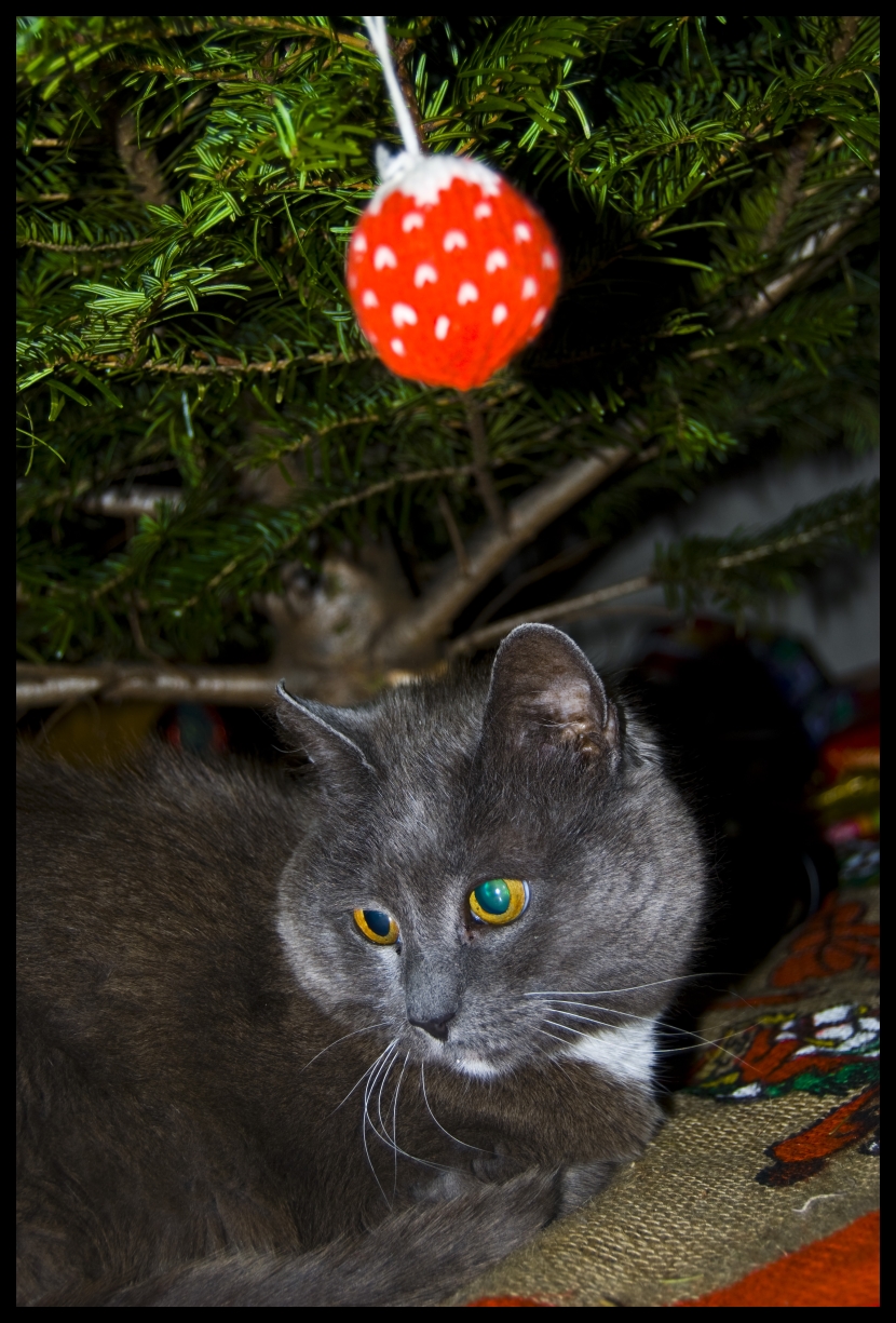 Christmas Cat