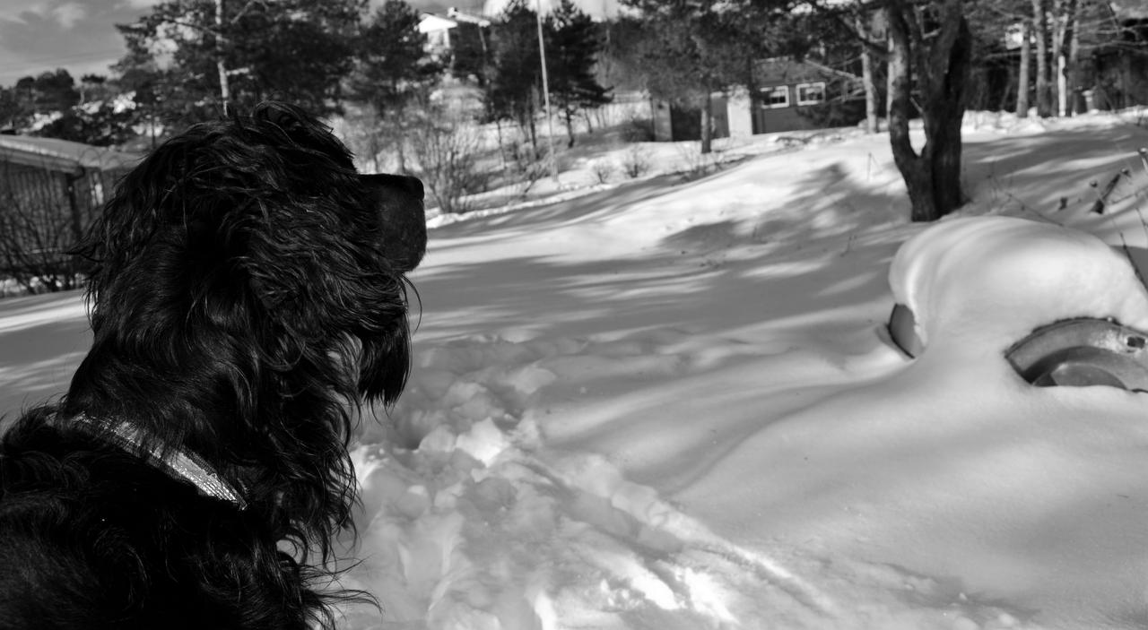 Winter: Dog II