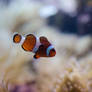 Clown Fish