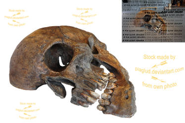 skeleton head DSC04198red