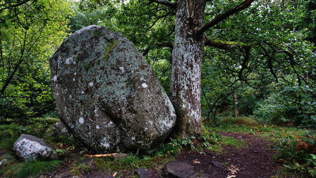 stone and tree DSC02638red