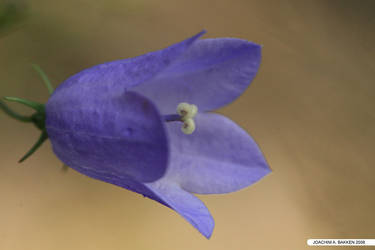 Bluebell