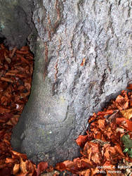 Foot of a trunk