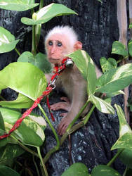 Small monkey in Thailand