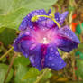 .:Autumn Rain:.