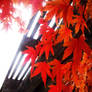 .:The Color of Autumn:.