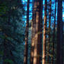 Coastal Redwoods in November