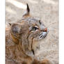 Bobcat