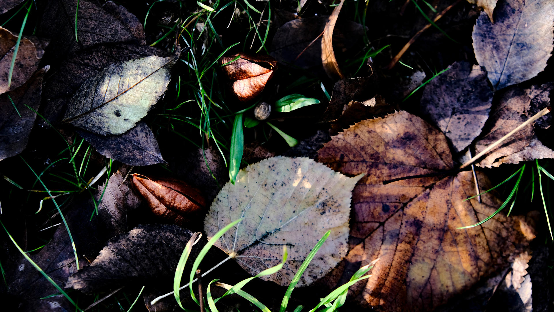 775 Autumn colors - Hyde park