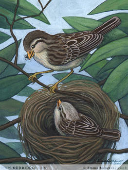 Sparrow Nest