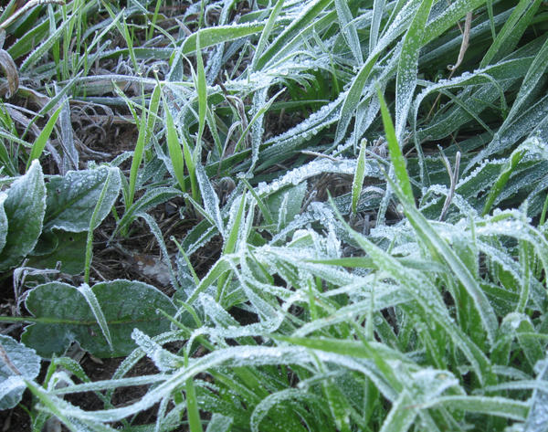 frosty grass