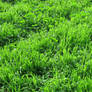 texture: green grass