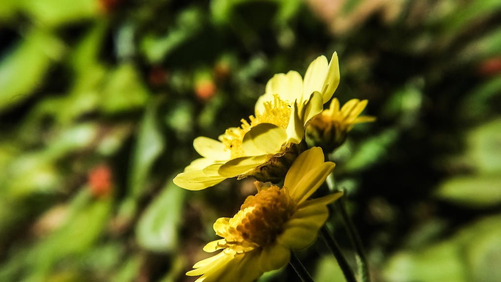 Yellow Life Yellow Life by RicheliVargas on DeviantArt