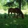 Gelding in the Grass