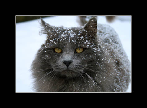 Snow Covered Kitty