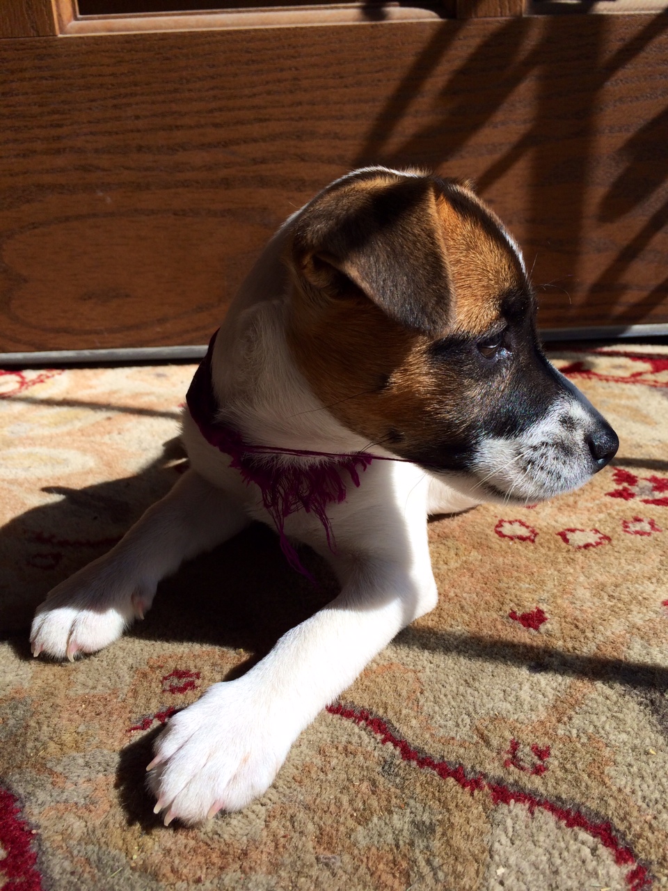 Puppy in The Sun Light