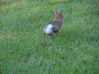 Hopping Bunny