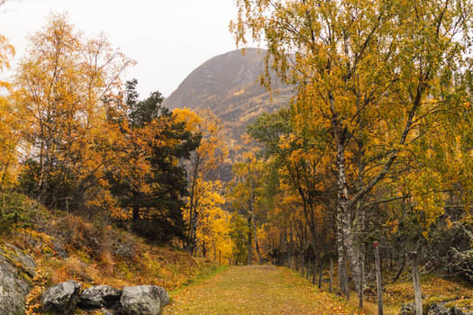 Autumn trail