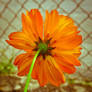 Orange Flower