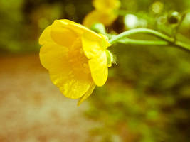 Yellow Flower