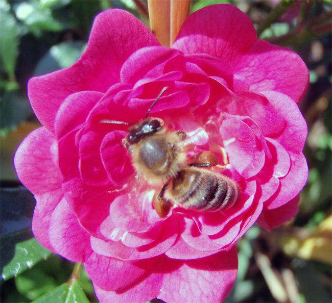 Bee on a rose