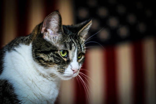 Americat