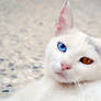 White Cat