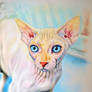 Sphynx cat