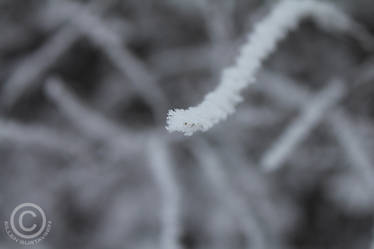 Tiny winter branch