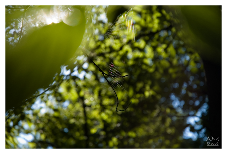 Iridescent Web