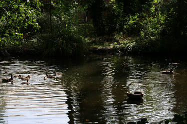 Duck-pond 1